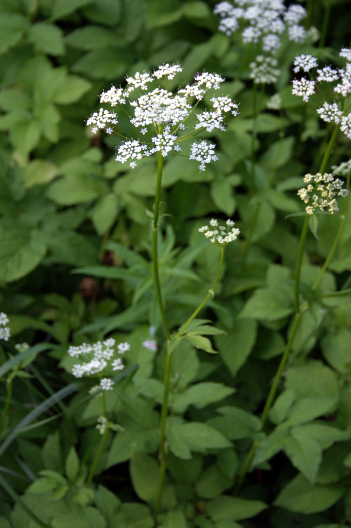 Сныть (Aegopodium podagraria)