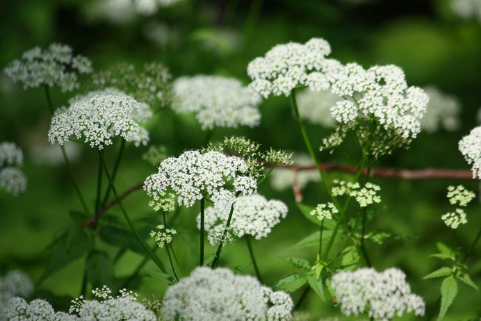 Сныть (Aegopodium podagraria)