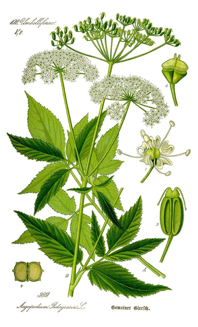 Сныть обыкновенная (Aegopodium podagraria l.)