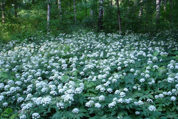 Сныть (Aegopodium podagraria)