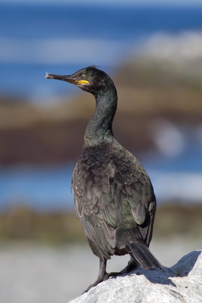 Хохлатый Баклан Phalacrocorax Aristotelis