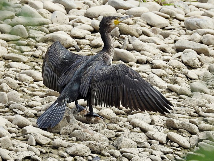 Хохлатый Баклан Phalacrocorax Aristotelis