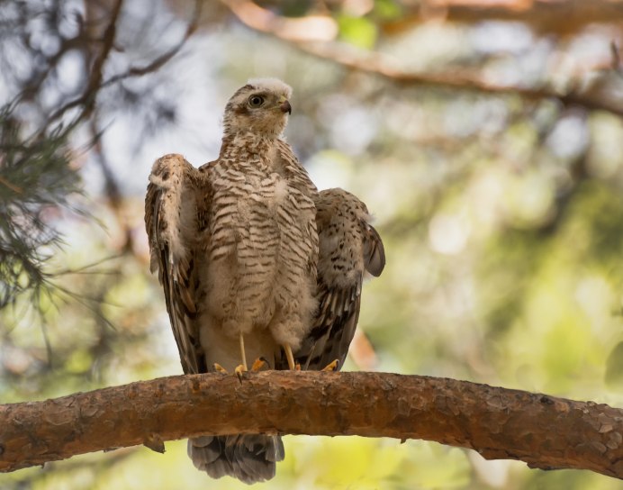 Falco mexicanus