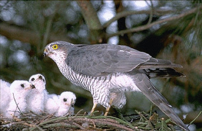 Канюк птица и Сова