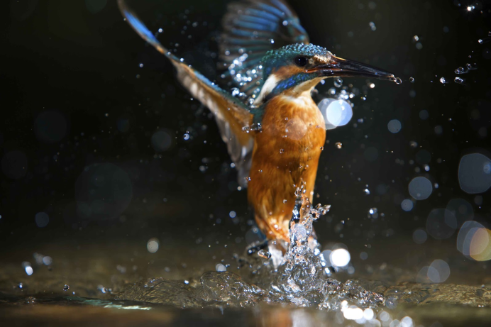 Kingfisher рыба