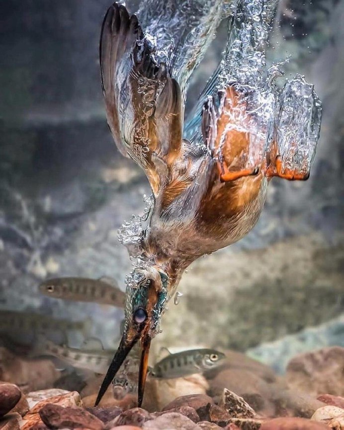Зимородок под водой