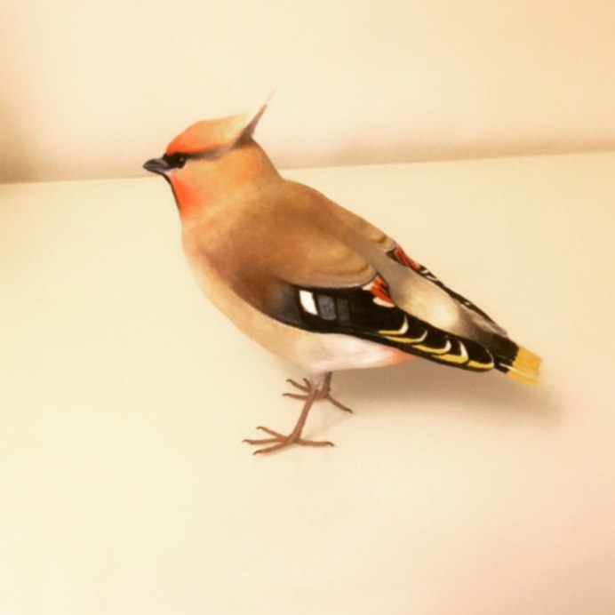Свиристель обыкновенный (Bombycilla garrulus)