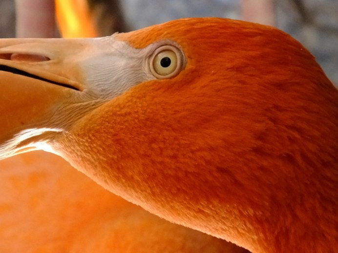 Птичка Vermilion Flycatcher
