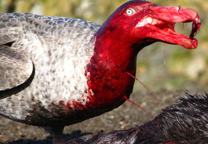 Самая страшная птица
