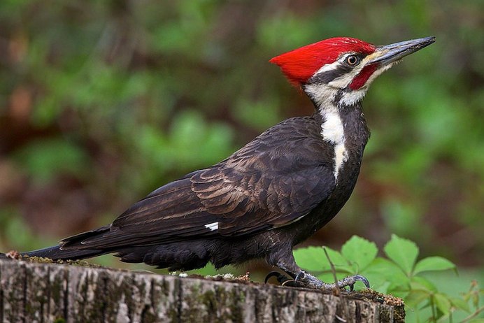 Птица с красной головой и длинным клювом