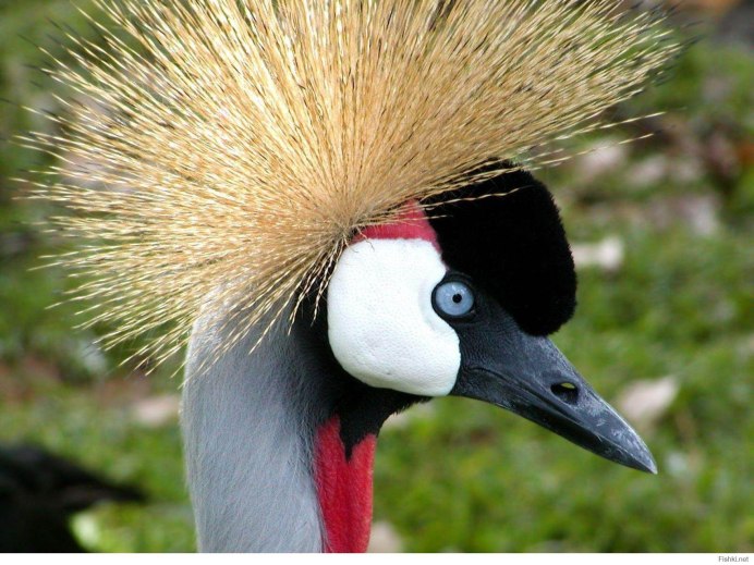 Melanerpes carolinus