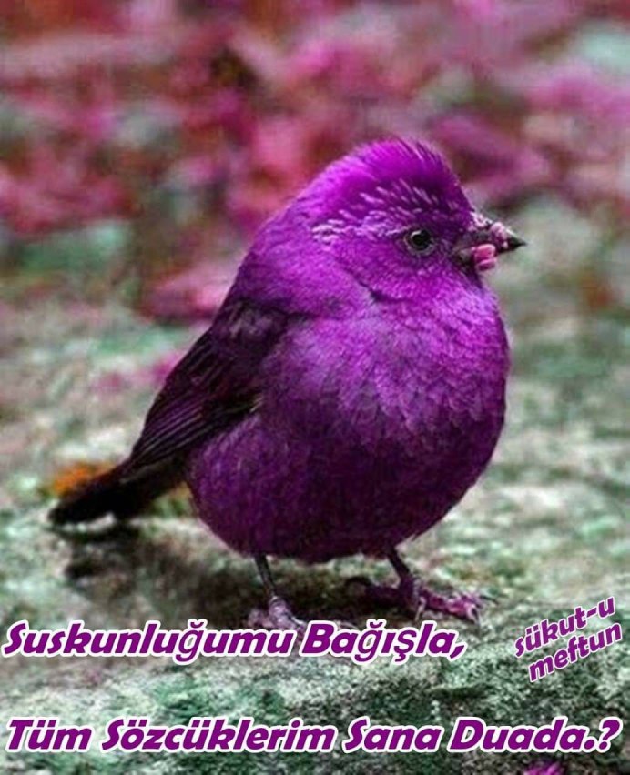 Violet-backed Starling