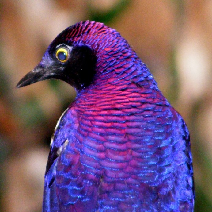Glossy Starling птица