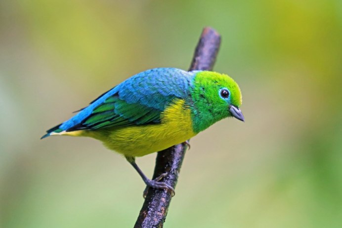 Blue-naped Chlorophonia