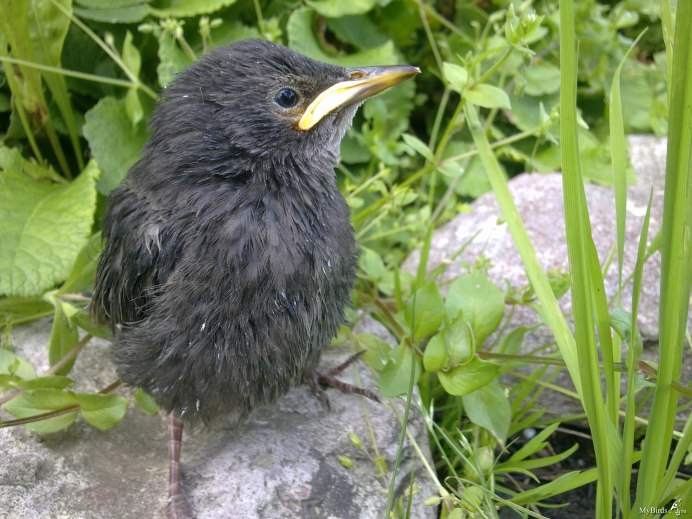 Птенец скворца желторотик