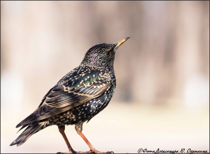 Птенец скворца желторотик
