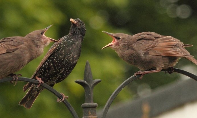 Европейский скворец