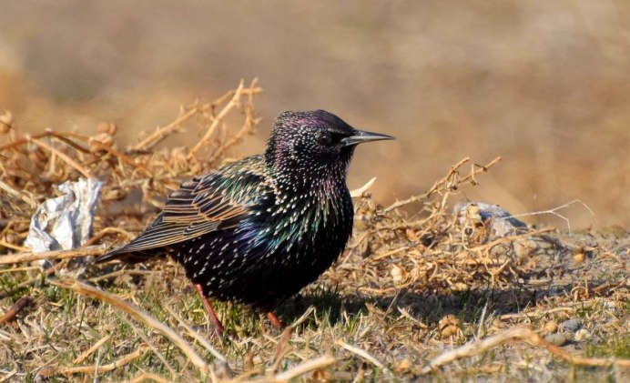 Слеток скворца