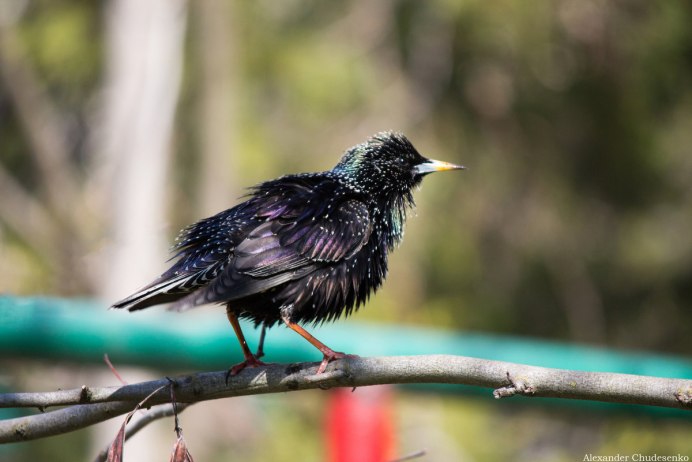 Обыкновенный скворец птенцы