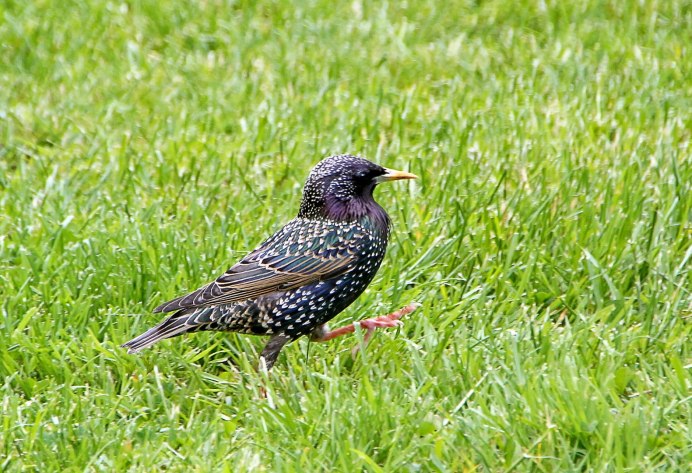 Скворец ягодник