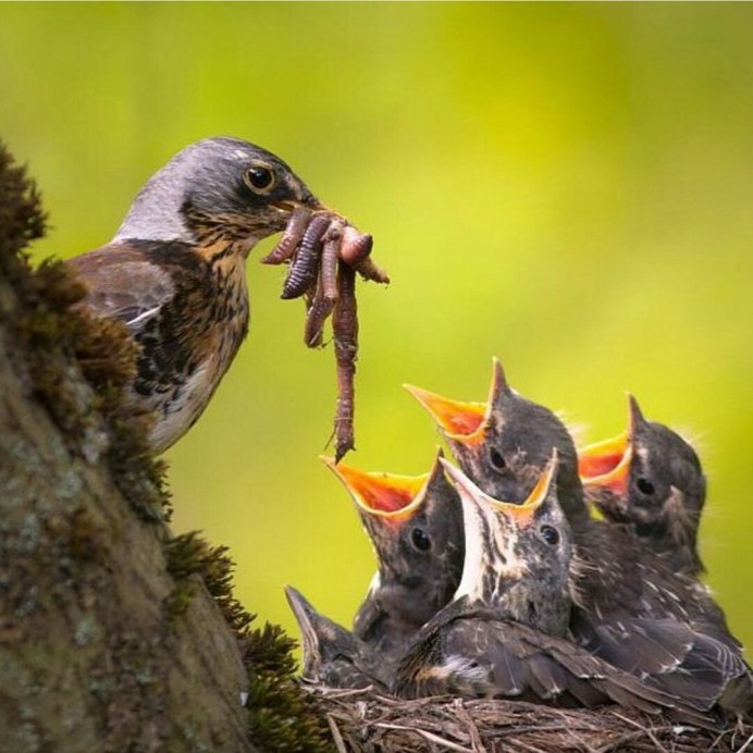 Птенец скворца