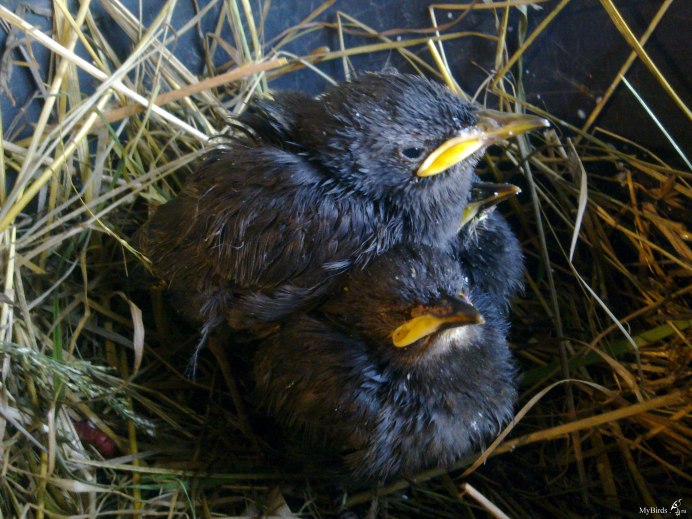 Скворец птенец слеток