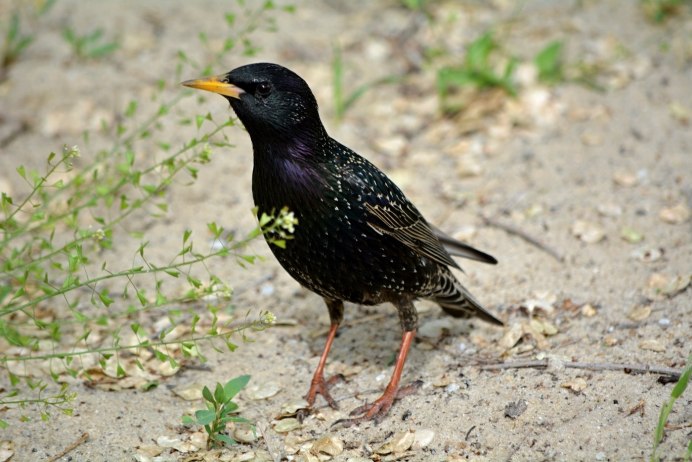 Обыкновенный скворец с птенцами для детского сада
