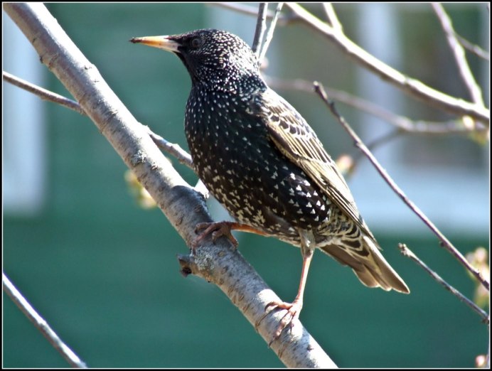 Слеток обыкновенного скворца