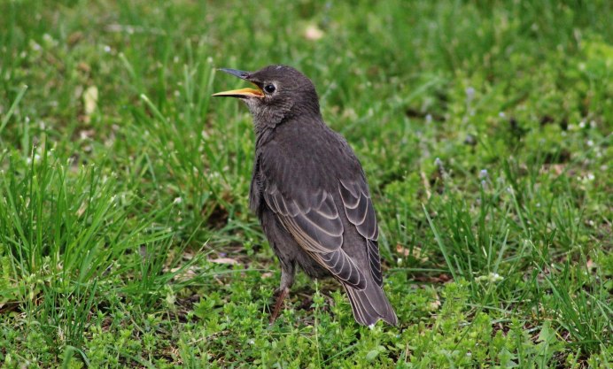 Скворец, скворечник, скворчата