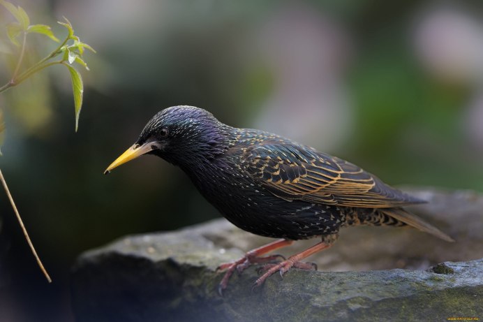 Обыкновенный скворец молодой