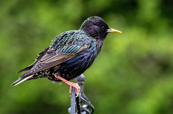 Пестрый скворец