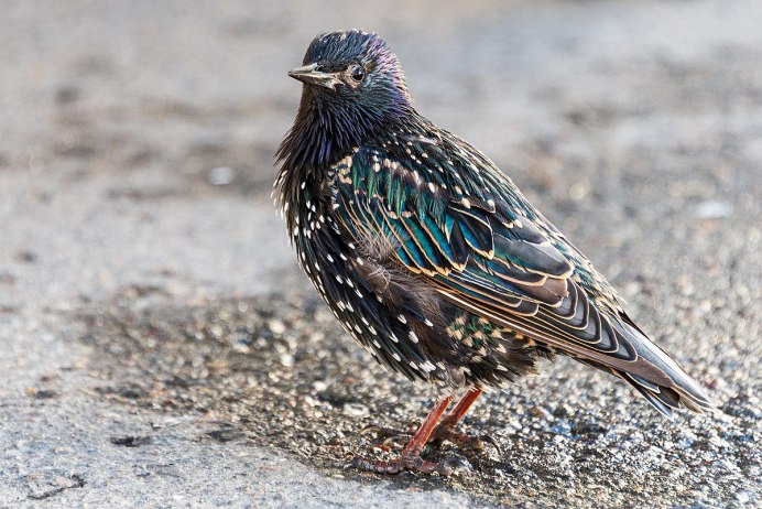 Птенцен скворца пересмешника