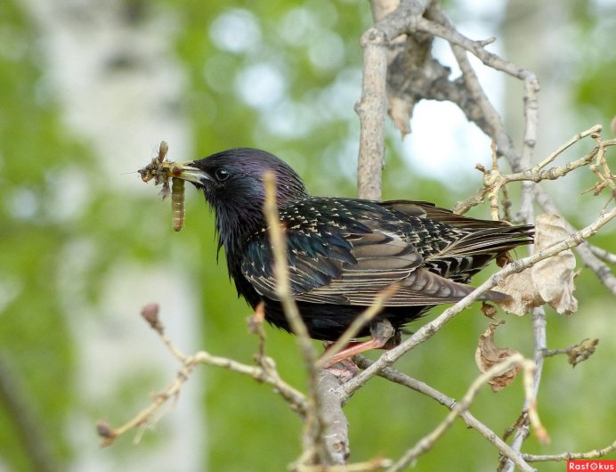 Кавказский скворец фото