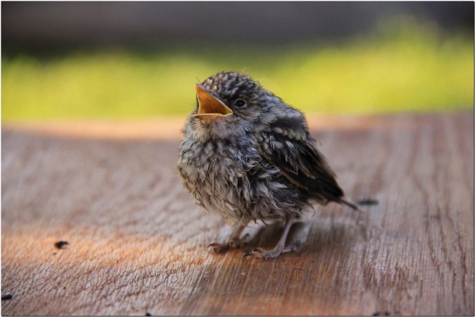 Птенец скворца желторотик