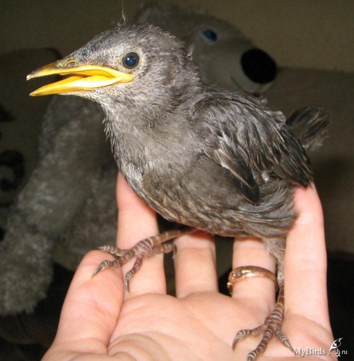 Скворец Марков ночной