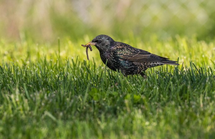 Скворец маленький детеныш