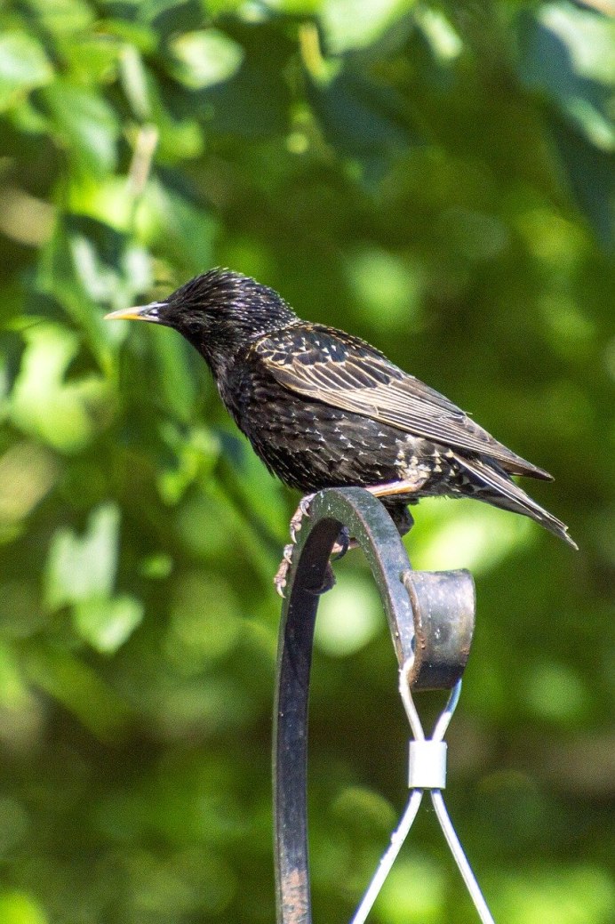 Птица похожая на скворца