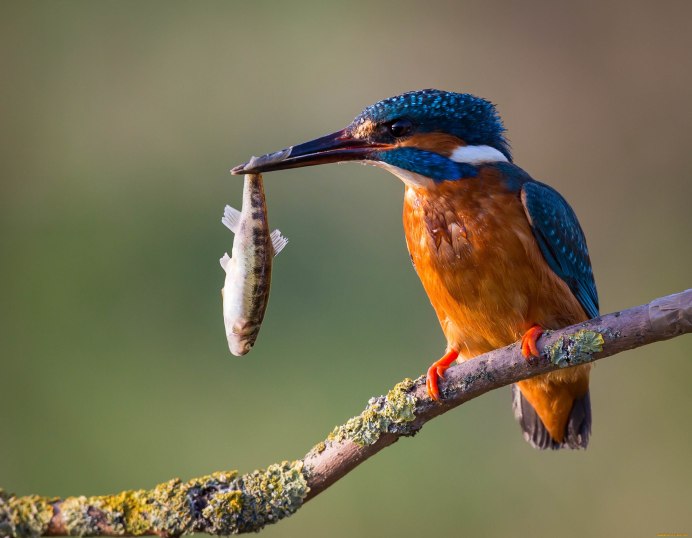 Сойка обыкновенная garrulus glandarius