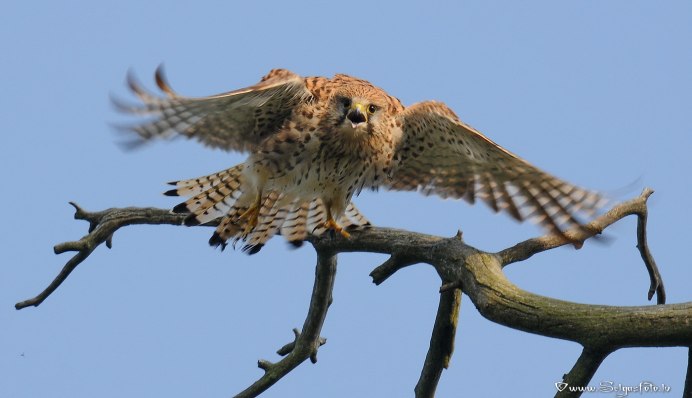 Garrulus glandarius glandarius