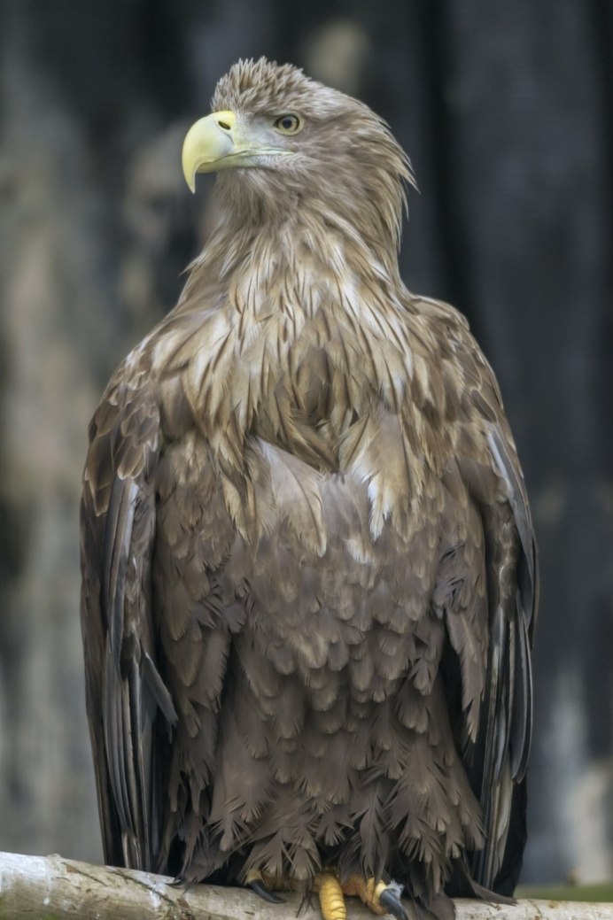 Зяблик (fringilla COELEBS)