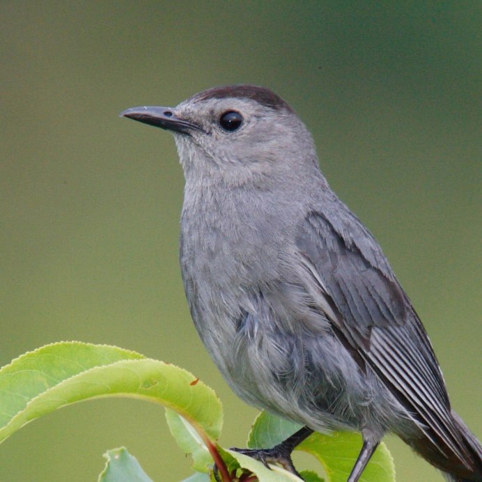 Серый Дрозд (Grey Catbird)