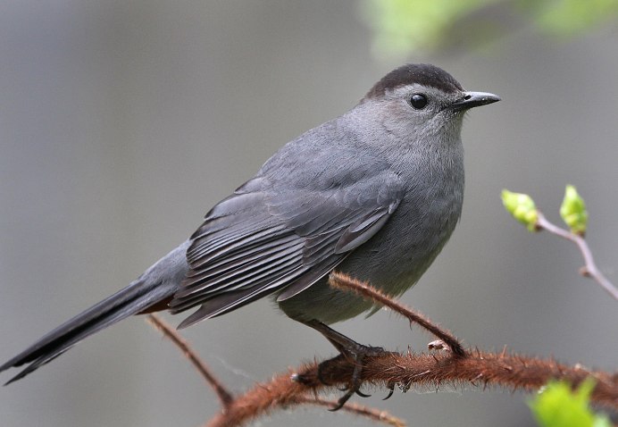 Gray Catbird птица
