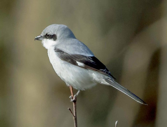 Серая мухоловка (Muscicapa striata)
