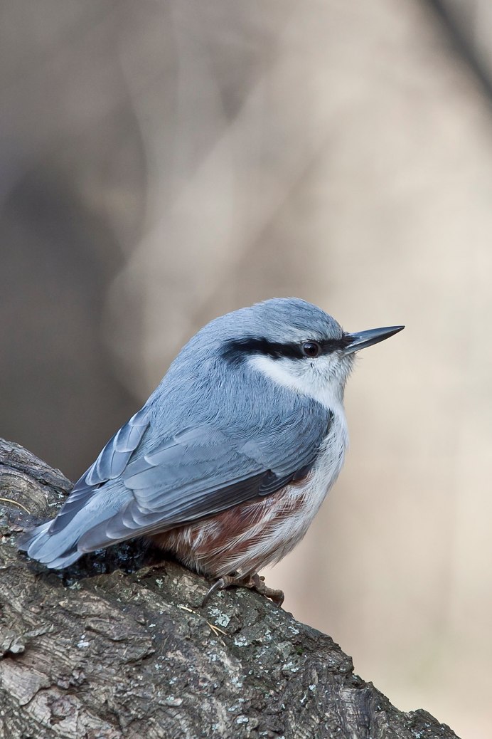 Gray Catbird птица