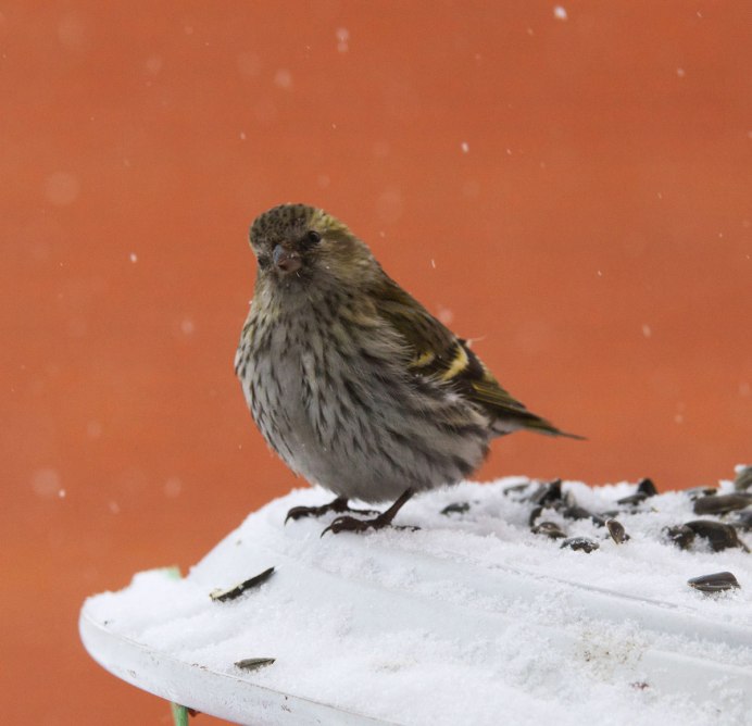 Птица Yellow Rumped Warbler