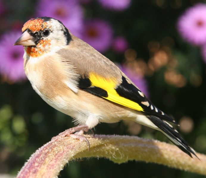 Щегол (Carduelis Carduelis)