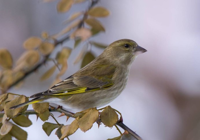 Зеленушка (Chloris Chloris)