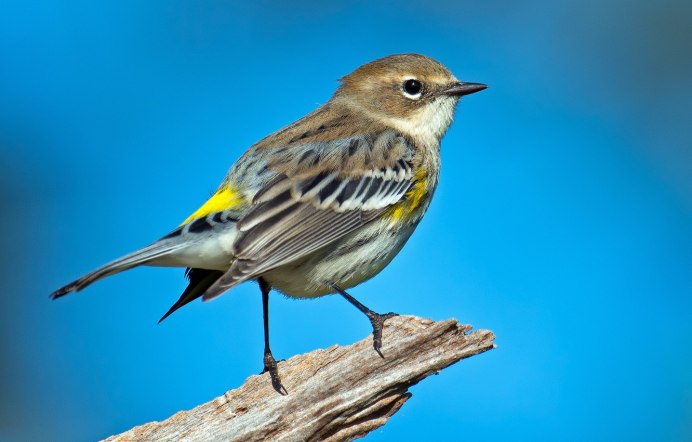 Yellow-Rumped Warbler птица Yellow Rumped