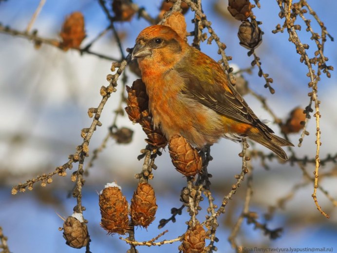 Клёст-Сосновик Loxia pytyopsittacus