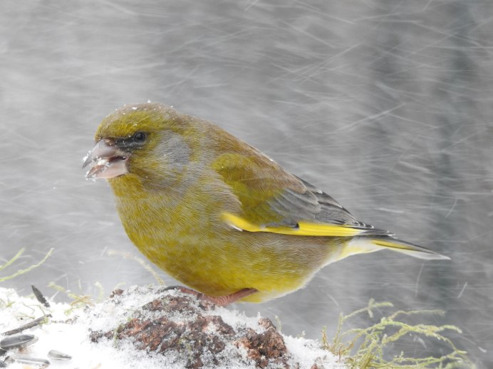 American Goldfinch птица